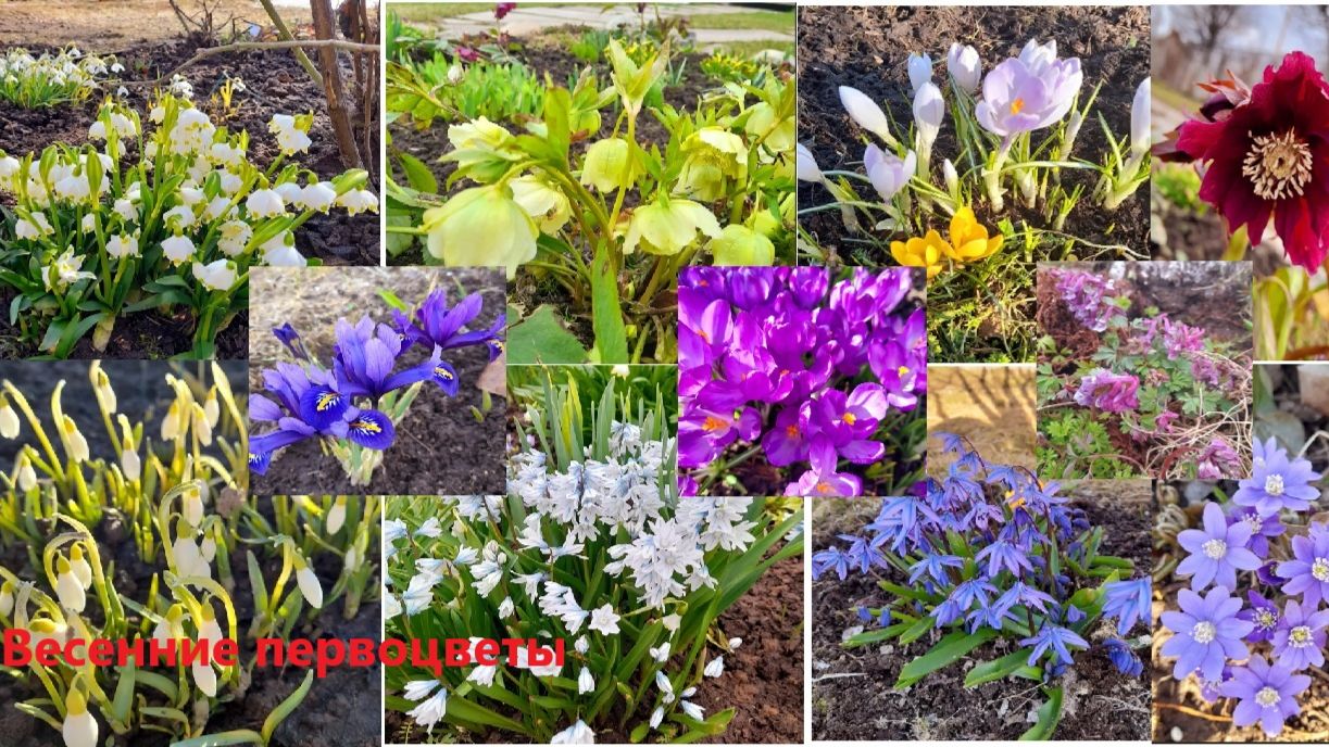 Весенние цветы на садом участке. Первоцветы.