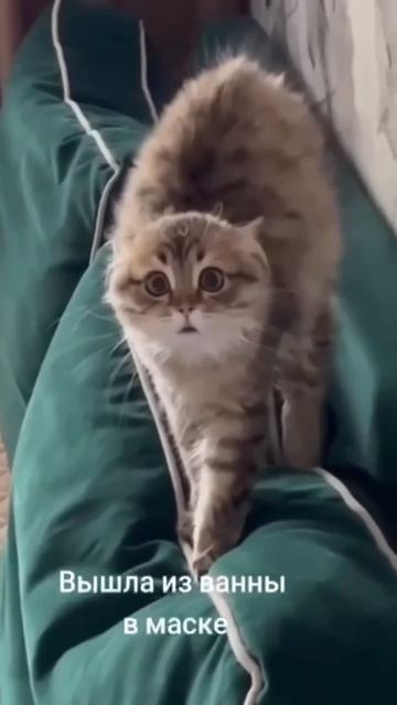 ШОК, это по нашему!