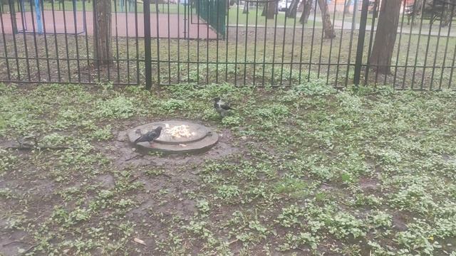 15 апреля магический пасмурный местами дожди 🌦️ до вечера