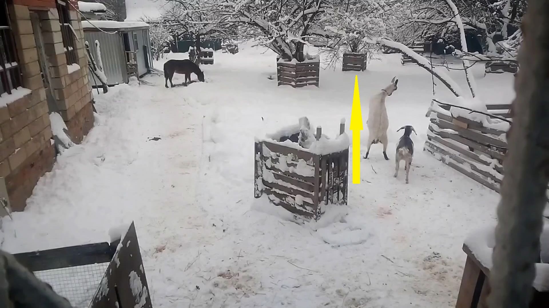 Дамы дерутся элегантно