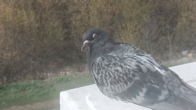 НАХОЖУ СЧАСТЬЕ  В МЕЛОЧАХ. ЭТО ИЛИ БЕРЁЗА., ГОЛУБКА ВОТ ПРИЛЕТЕЛА. А ТАК ЦВЕТЁТ АБРИКОС... ЭТО ЖИЗНЬ