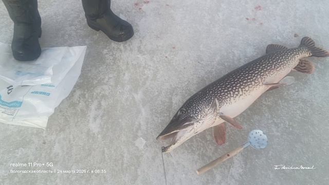 Трофейная щука на Белом озере на жерлицы.Март 2026.