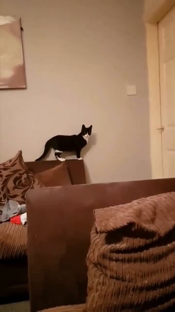 Автор видео: Hvostoholic