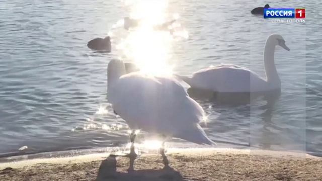 Вести Севастополь. Выпуск 11:30 от 15.04.2026