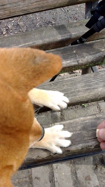 собака улыбака - учим команду лежать