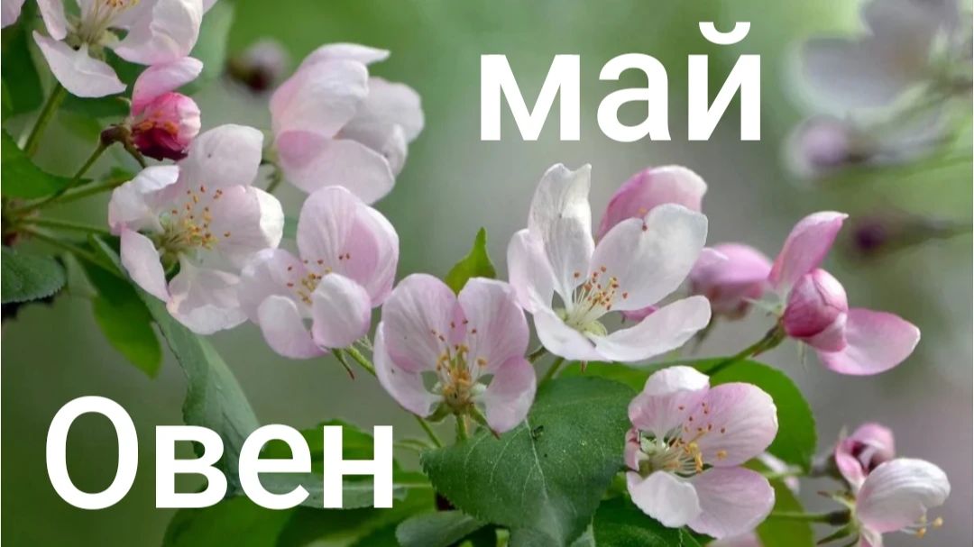 Таро расклад для Овнов на май 2026 года