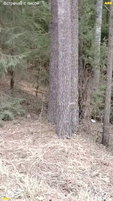 Встреча с лисой