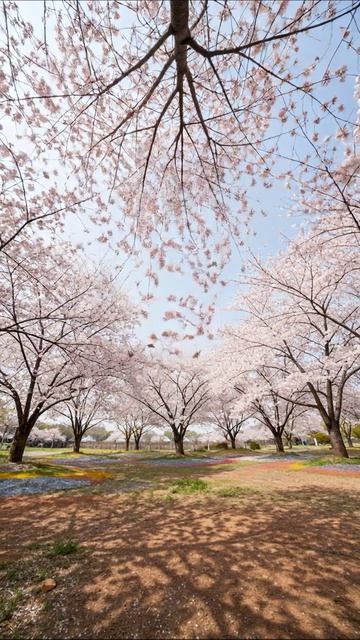 Цветение сакуры: великолепие весны #сакура #весна #природа