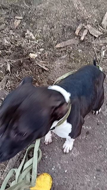 2e736b7f85c15c185bfe5887939ad79c