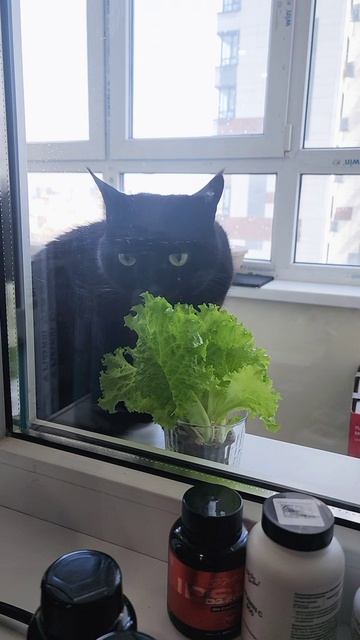 когда мама нутрициолог