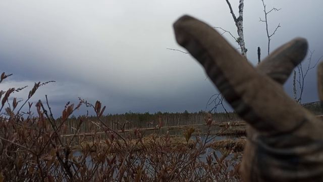 на болоте. охота на 🦆 весеннего селезня
