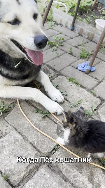 Когда пёс кошатник! 15-04-2026