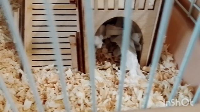 Вселенная послала мне девочку хомку.🙏❤️✨