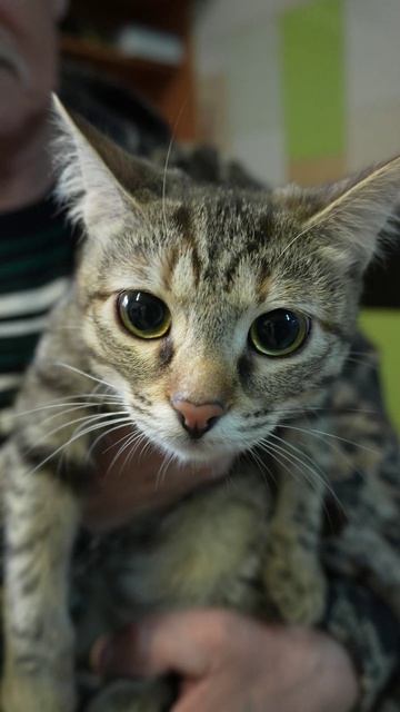 Котёнок‑поварёнок ищет дом: один ждёт своей очереди! 🐱🍳