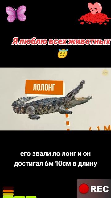 Я люблю всех животных😇