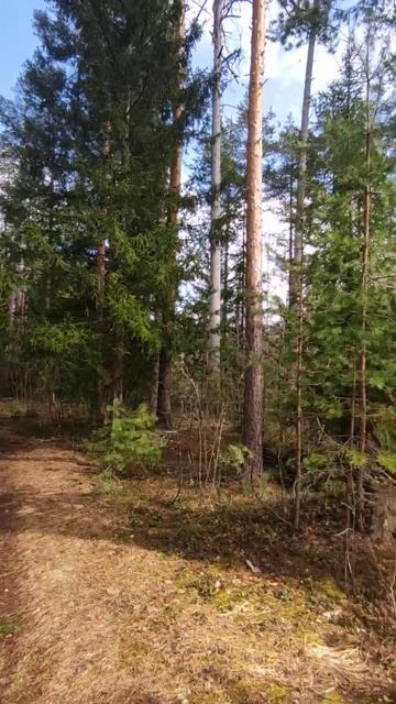 Пение птиц в весеннем лесу