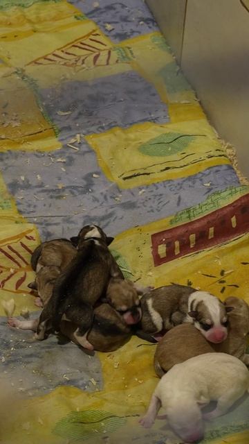 Неожиданный сюрприз: пушистая лаечка стала мамочкой! 🐶❤️