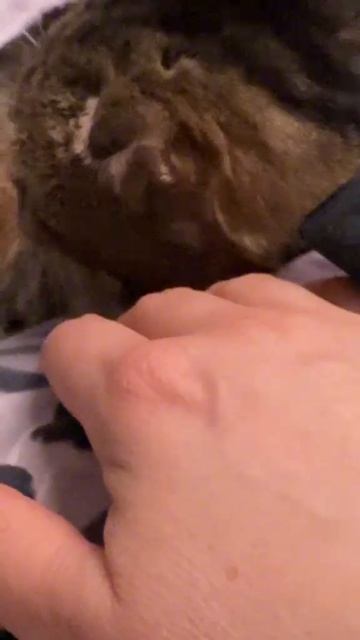 ЛИШЬ БЫ ОНА ВСЕГДА СИДЕЛА РЯДОМ 💋 #cat  #моякошка #любовь