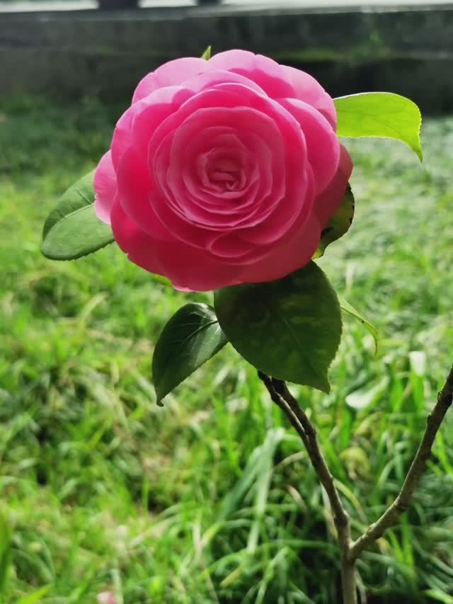 Невероятное цветение сакуры и камелии