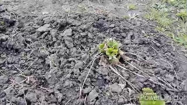 Высадила ирисы / Ремонт комнаты.