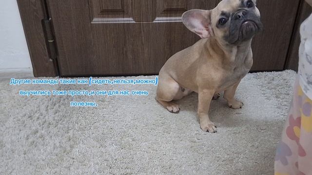 Милли,дай лапу!