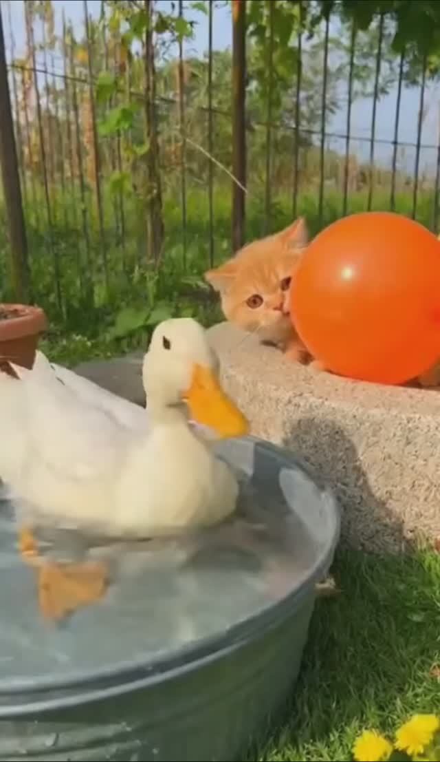 Гусь агрессор