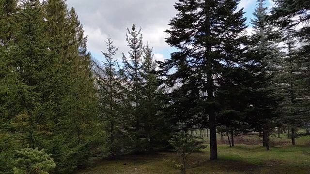 Поездка в дендропарк.🌲🌲🌲Жакет 