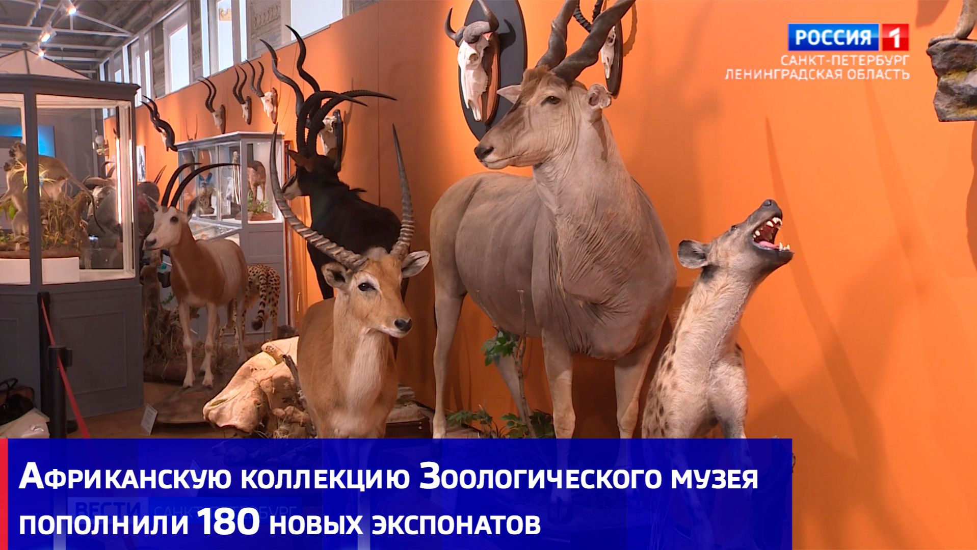 Африканскую коллекцию Зоологического музея пополнили 180 новых экспонатов