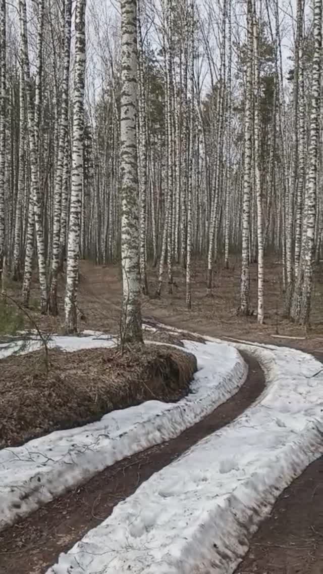 Проталины в лесу. 14.04.2026 года.