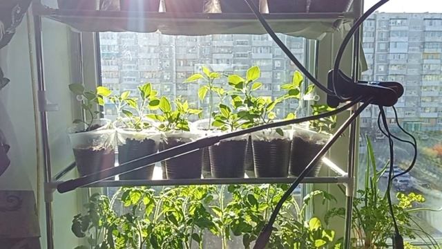 15 АПРЕЛЯ 2026 г.  МОЙ ОГОРОД НА ПОДОКОННИКЕ. ЦВЕТЫ ДОМА РОСКОШЬ ИЛИ ТРУД....???