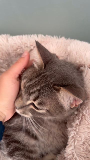 Милый котик 😺🐱