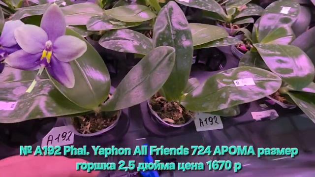 № А192 Phal. Yaphon All Friends 724 АРОМА размер горшка 2,5 дюйма