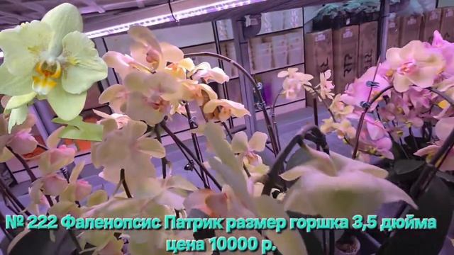 № А222 Фаленопсис Патрик размер горшка 3,5 дюйма