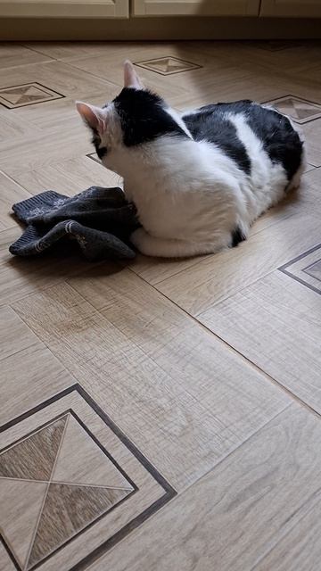 Роки играет с носками😁