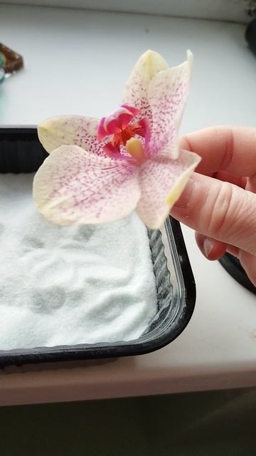 Сушка цветов