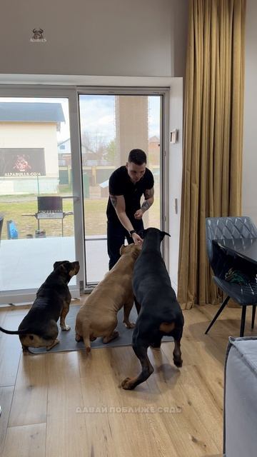 Сможет ли бедненький пёсик пройти такое испытание!?