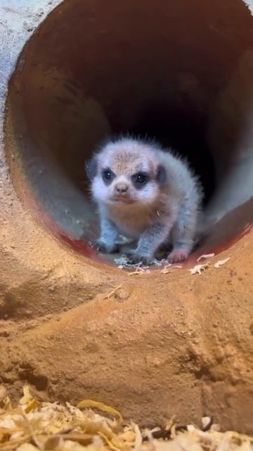 Очень маленькие и ворчащие детеныши сурикатов