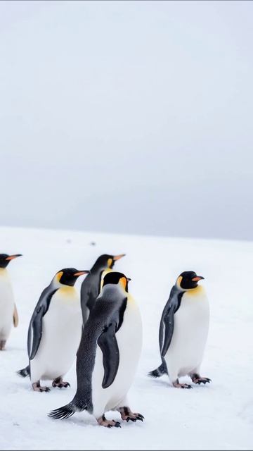 Пингвины в зимнем пейзаже #пингвины #природа #зима