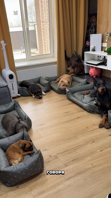 Щенок для тех, кому 