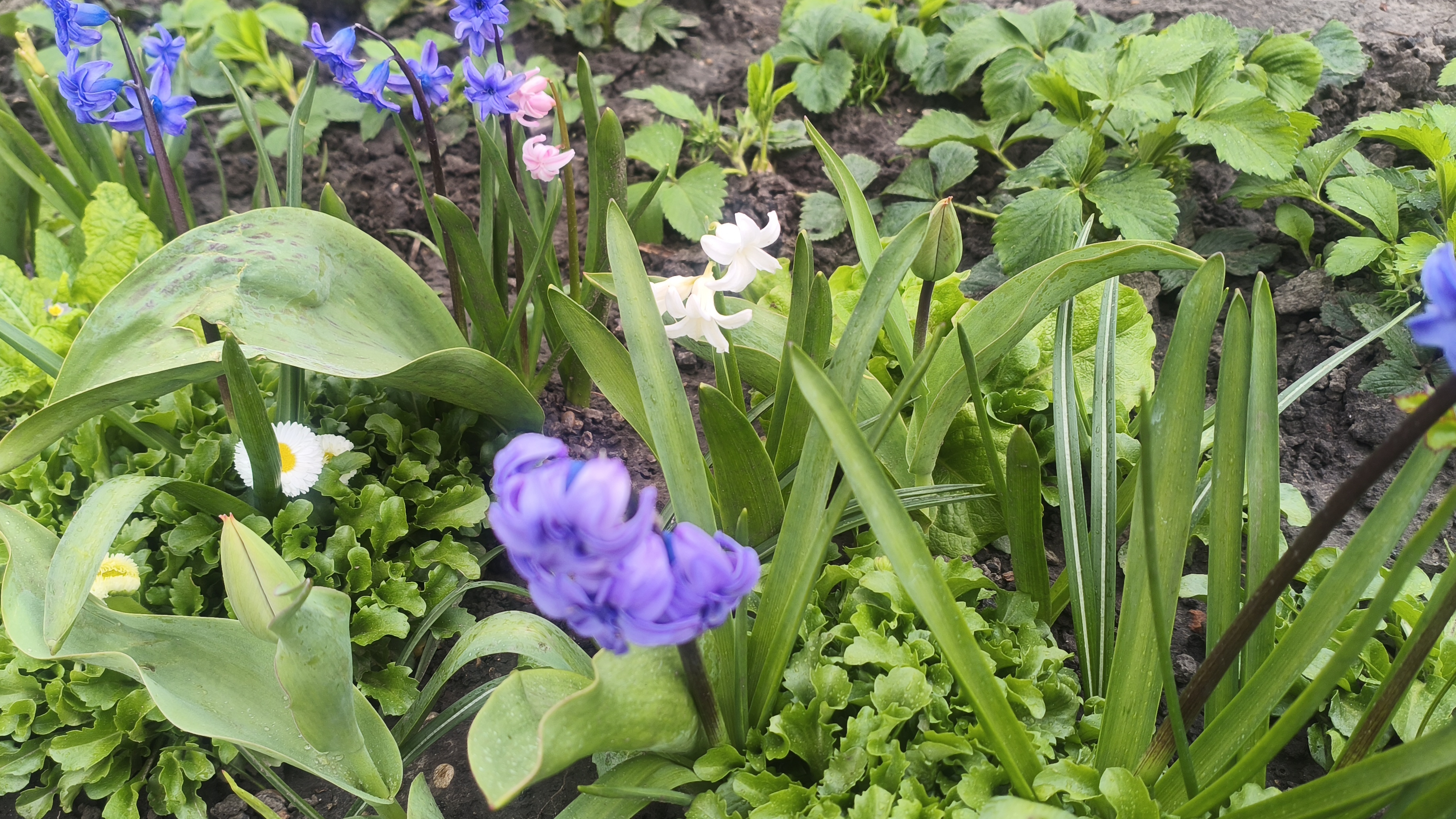 15-04-2026Выношу рассаду из дома, готовлю морковно-творожную запеканку.