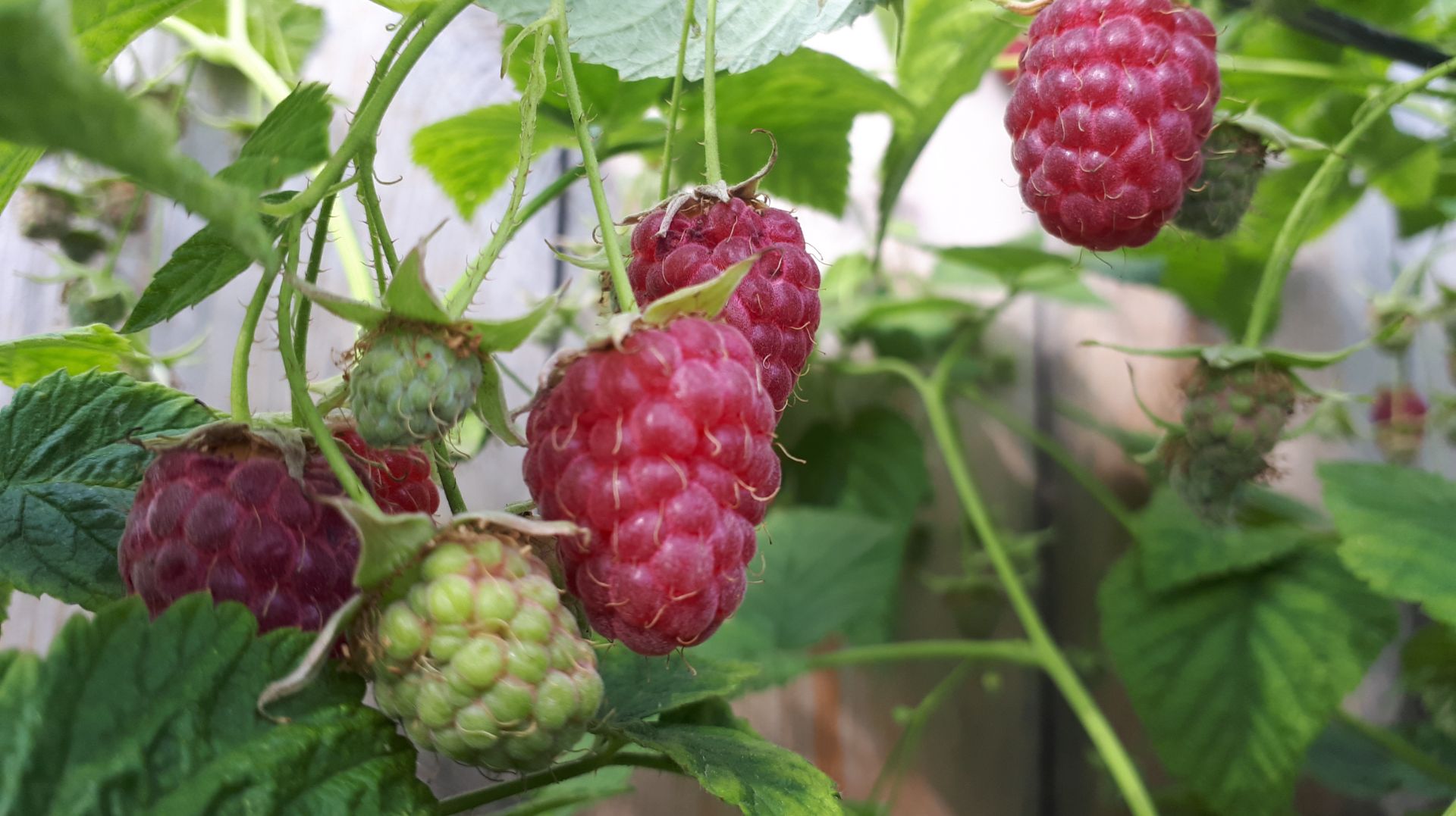 2351.ВПЛ.Малина в апреле. Что делаем необходимо делать?