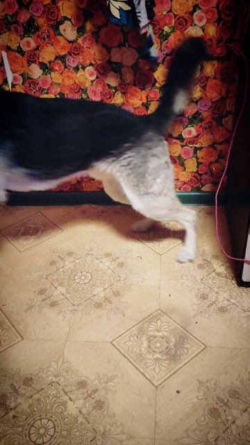 #Граф играет