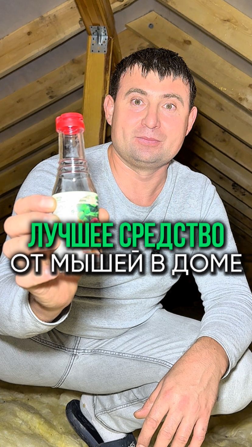 Лучшее средство от мышей в доме
