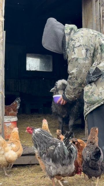 наглые курицы 👀😁
