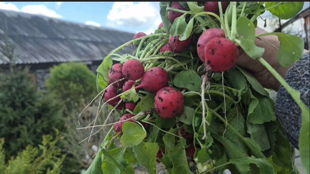 ПОДАРОК ОТ ЗЯТЯ..ХОЗЯЙСКИЕ БУДНИ..Редиска удалась 👍удался