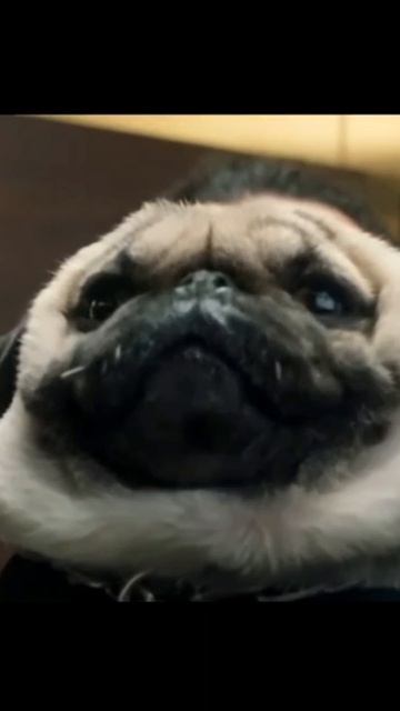 🐶#мем #смех #смешно