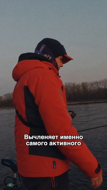 Виб всегда привлечет самую активную рыбу из стаи!💪 #teammida