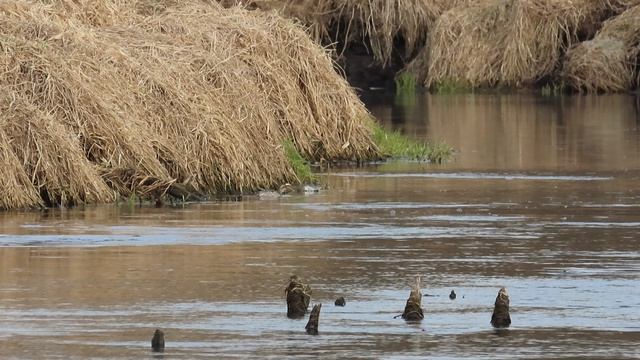 Дивные утки / Наблюдаем за парой Чирков-трескунков /Третья серия (14 апреля 2026)