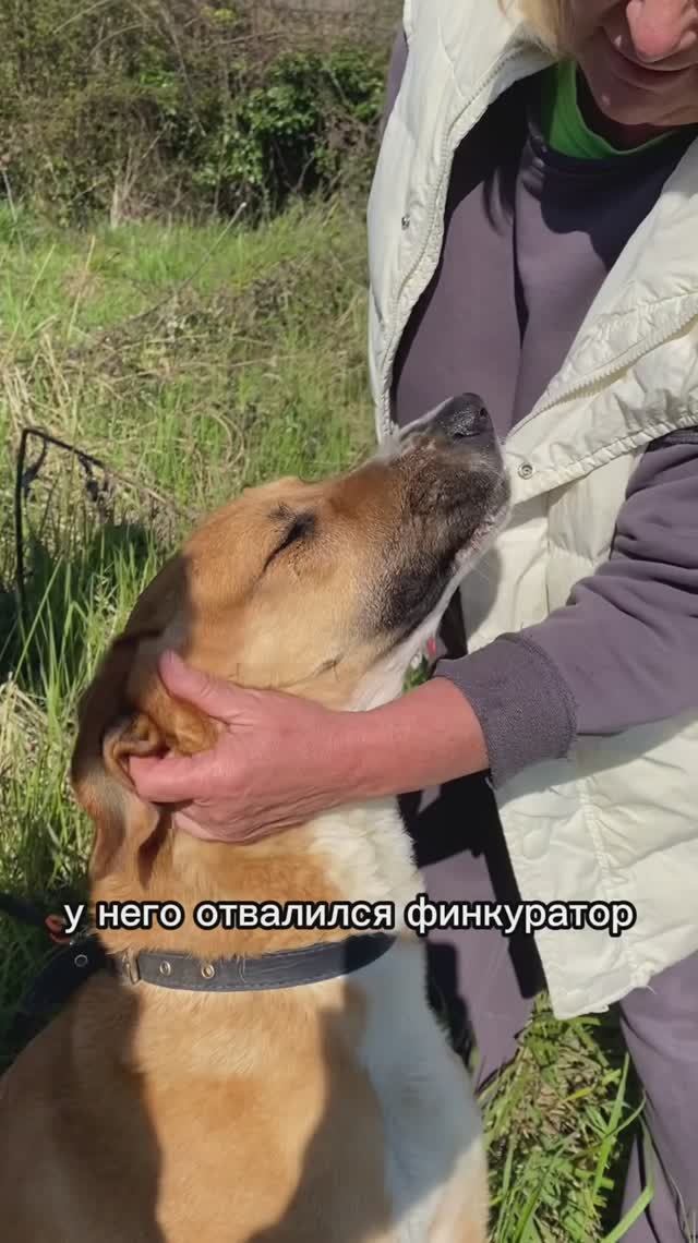 Добряк Сулейман ищет семью❤️ 5лет, доверчивый, активный