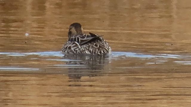 Дивные утки / Наблюдаем за парой Чирков-трескунков /Седьмая серия (14 апреля 2026)